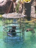 Encuentro con cocodrilos, Cango Wildlife Ranch