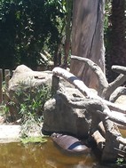 Hipopotamos enanos, Cango Wildlife Ranch