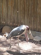 Marab, Cango Wildlife Ranch