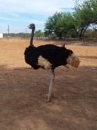 Highgate Ostrich Farm