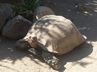 Tortuga gigante, Cango Wildlife Ranch