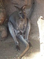 Ualabi, Cango Wildlife Ranch