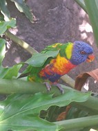 Sección de pájaros tropicales, Cango Wildlife Ranch
