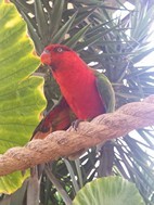 Seccin de pjaros tropicales, Cango Wildlife Ranch
