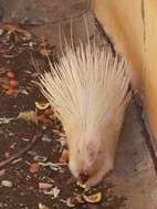 Puerco espin, Cango Wildlife Ranch