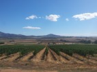 The spice route winery