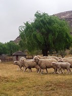 Excursión a Lesotho