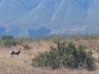 Bontebok