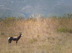 Bontebok