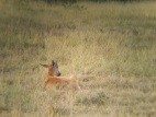 Pequeño antilope en Bontebok NP