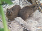 Damanes en el sendero Mouth Trail