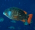 Longfin emperor
