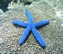 Blue sea star