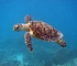 Hawksbill turtle