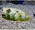 Porcupinefish