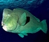 Parrotfish