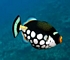Clown triggerfish