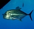 Giant trevally