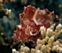 Leaf scorpionfish