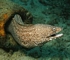 Moray eel