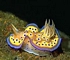 Nudibranch