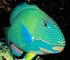 Parrotfish