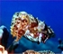 Reef cuttlefish