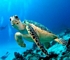 Hawksbill turtle