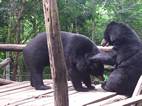 Tat Kuang Si Bear Rescue Centre