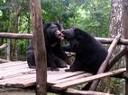 Tat Kuang Si Bear Rescue Centre