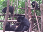 Tat Kuang Si Bear Rescue Centre
