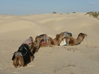 Camellos descansando alrededor del campamento bereber de Nefzaoua Voyages