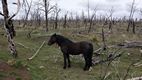 Caballos salvajes en Mesa Verde National Park