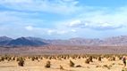 Devil's Cornfield, Death Valley National Park