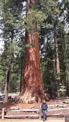 Wawona Grove, Yosemite NP