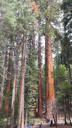 Wawona Grove, Yosemite NP