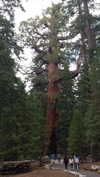 Wawona Grove, Yosemite NP