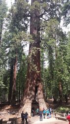 Wawona Grove, Yosemite NP