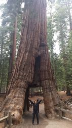 Wawona Grove, Yosemite NP