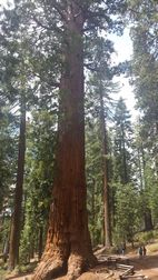 Wawona Grove, Yosemite NP