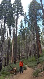 Wawona Grove, Yosemite NP