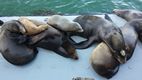Leones marinos en el Wharf de Santa Cruz