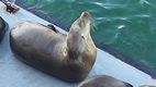 Leones marinos, Wharf de Santa Cruz