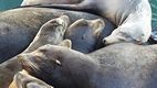 Leones marinos en el Wharf de Santa Cruz