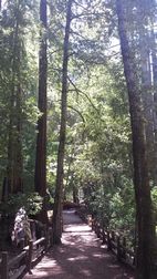 Big Basin Redwoods SP