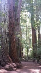 Big Basin Redwoods SP
