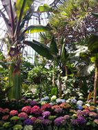 Allan Gardens